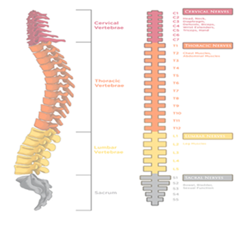 Spinal Assessment